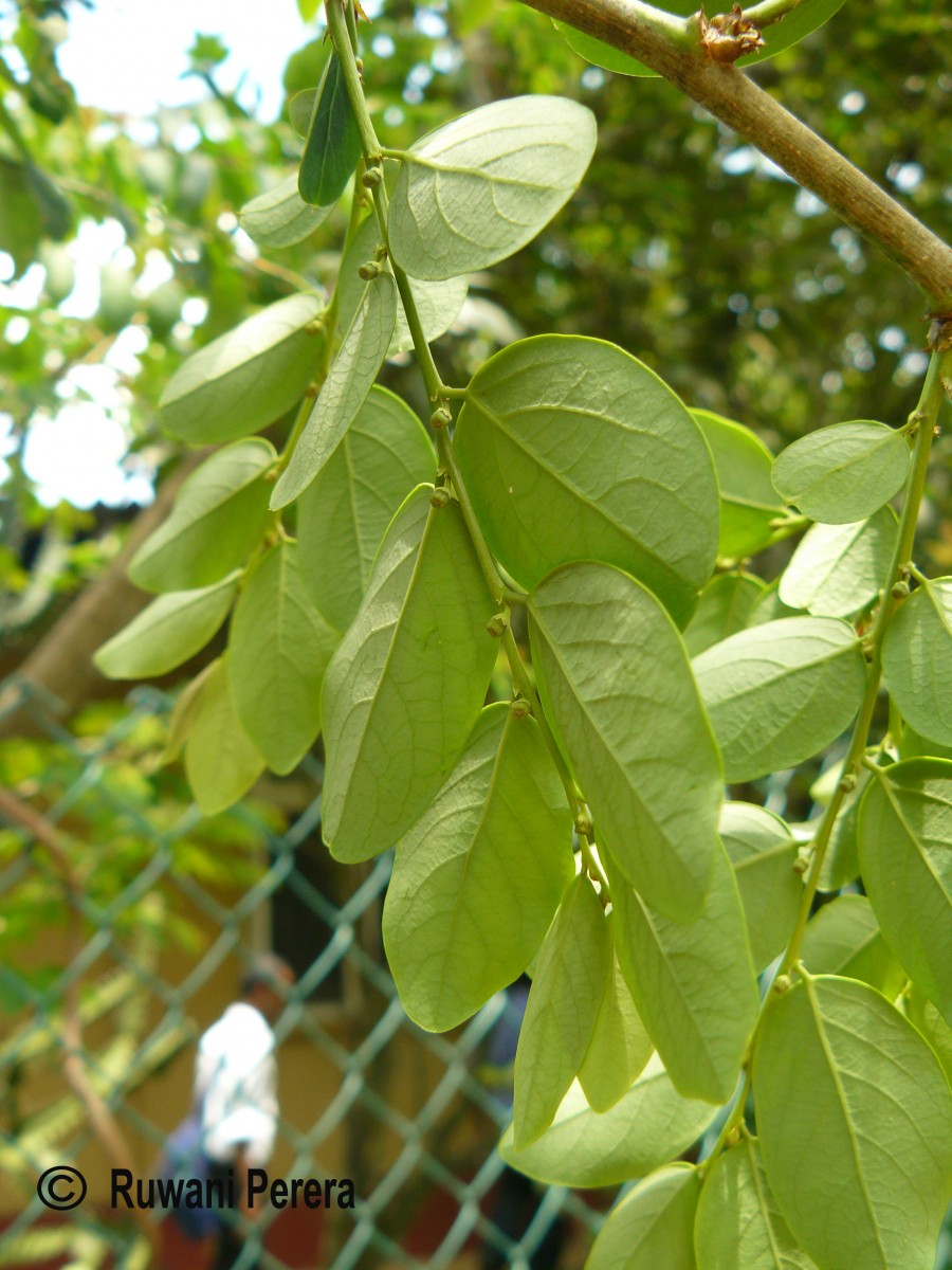 Breynia vitis-idaea (Burm.f.) C.E.C.Fisch.